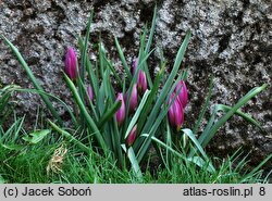 Tulipa humilis var. pulchella (tulipan nadobny)