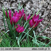 Tulipa humilis var. pulchella (tulipan nadobny)