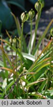 Tulipa urumiensis (tulipan urumski)