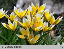 Tulipa tarda (tulipan późny)