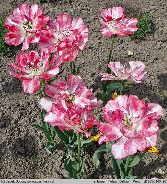 Tulipa Belicia