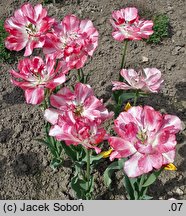 Tulipa Belicia