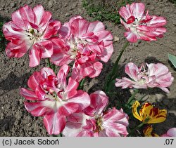 Tulipa Belicia