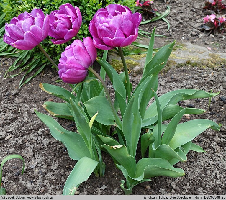 Tulipa Blue Spectacle