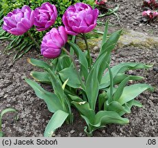 Tulipa Blue Spectacle