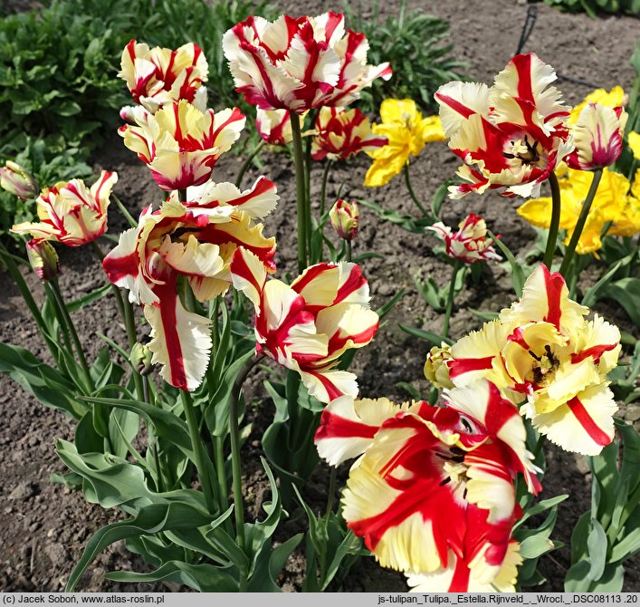 Tulipa Estella Rijveld