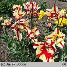 Tulipa Estella Rijveld