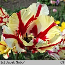 Tulipa Estella Rijveld