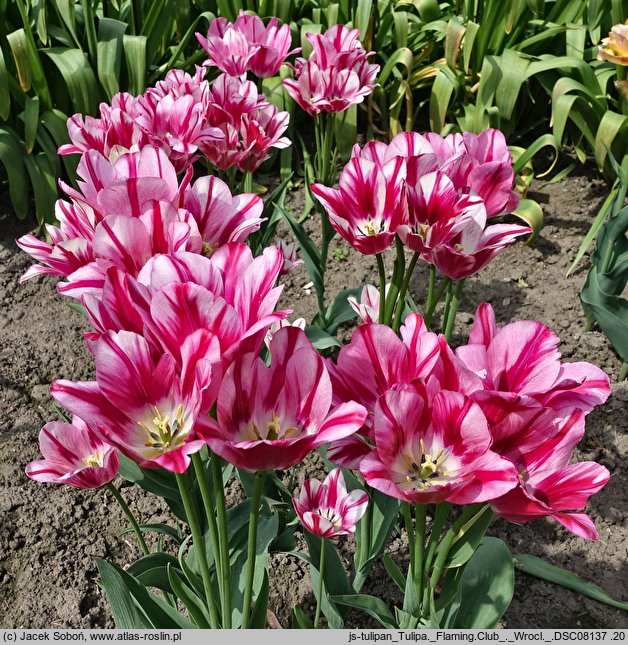 Tulipa Flaming Club