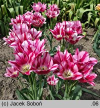 Tulipa Flaming Club