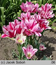 Tulipa Flaming Club