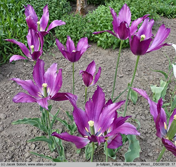 Tulipa Maytime