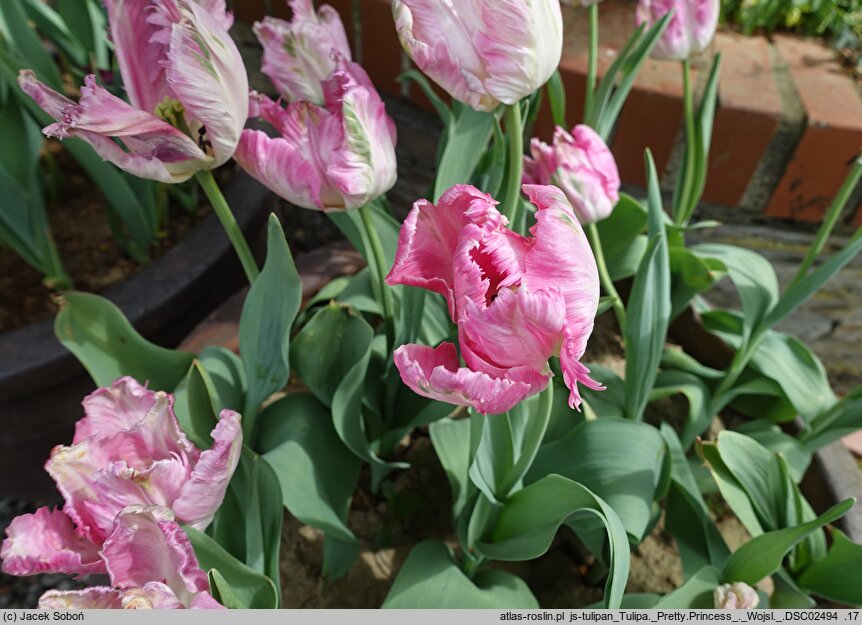 Tulipa Pretty Princess