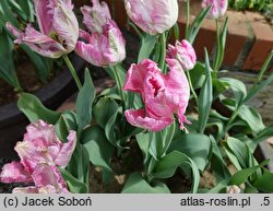 Tulipa Pretty Princess