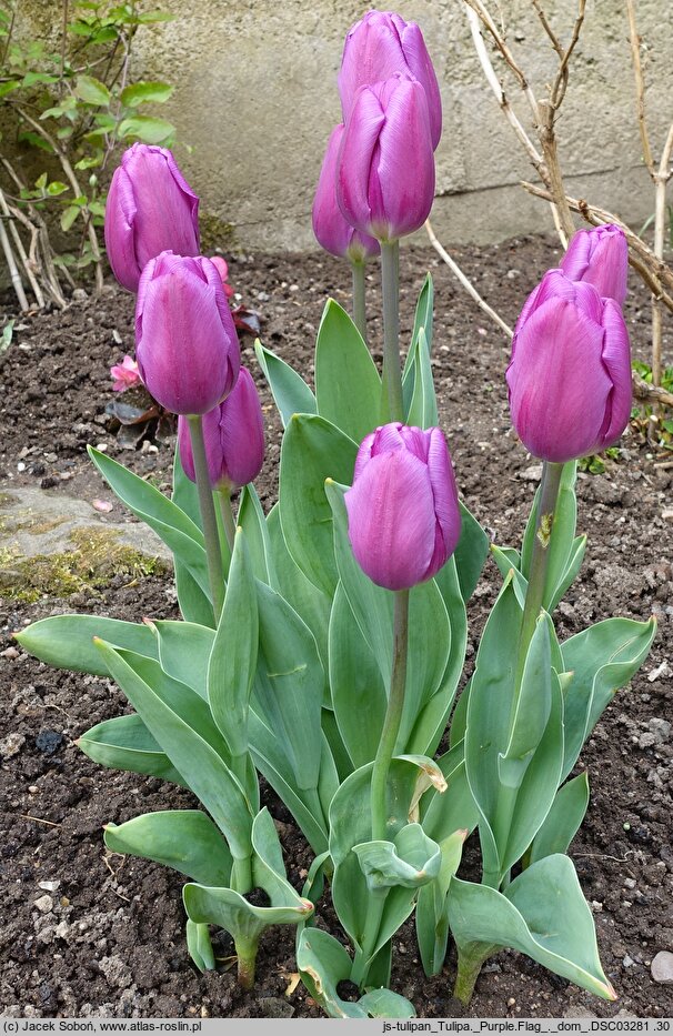 Tulipa Purple Flag