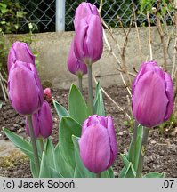 Tulipa Purple Flag