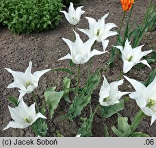 Tulipa White Wings