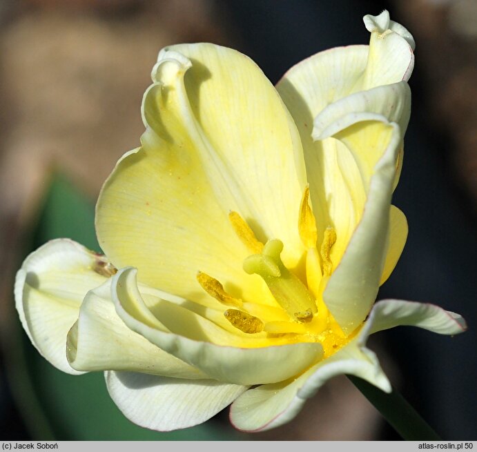 Tulipa Yellow Crown