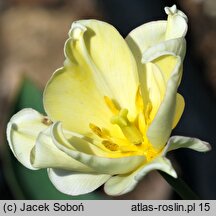 Tulipa Yellow Crown