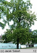 Liriodendron tulipifera (tulipanowiec amerykański)