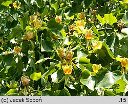 Liriodendron tulipifera (tulipanowiec amerykański)