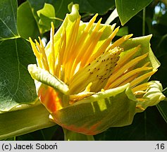 Liriodendron tulipifera (tulipanowiec amerykański)