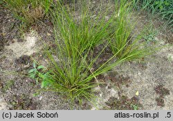 Carex testacea (turzyca ceglasta)