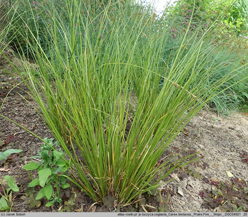 Carex testacea (turzyca ceglasta)