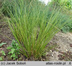 Carex testacea (turzyca ceglasta)