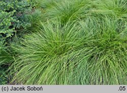 Carex umbrosa ssp. sabynensis (turzyca cienista sabińska)