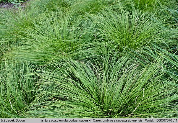 Carex umbrosa ssp. sabynensis (turzyca cienista sabińska)