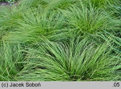 Carex umbrosa ssp. sabynensis (turzyca cienista sabińska)