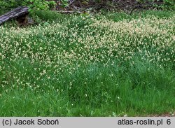 Carex brizoides (turzyca drżączkowata)