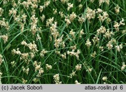 Carex brizoides (turzyca drżączkowata)