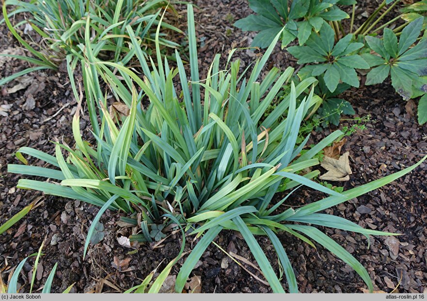 Carex laxiculmis (turzyca ostrokrawędzista)