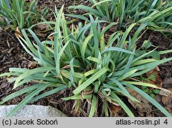 Carex laxiculmis (turzyca ostrokrawędzista)