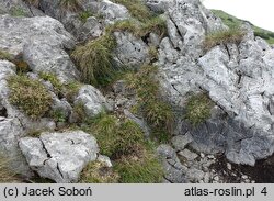 Carex firma (turzyca mocna)