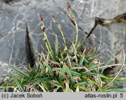 Carex firma (turzyca mocna)