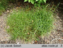 Carex muskingumensis Little Midge