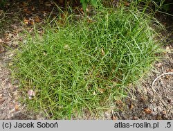 Carex muskingumensis Little Midge