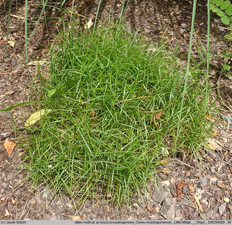 Carex muskingumensis Little Midge