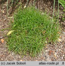 Carex muskingumensis Little Midge
