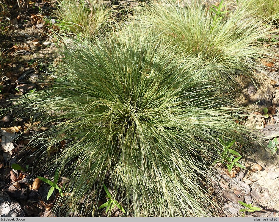 Carex albula (turzyca nowozelancka)