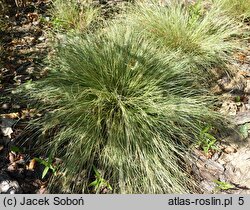 Carex albula (turzyca nowozelancka)