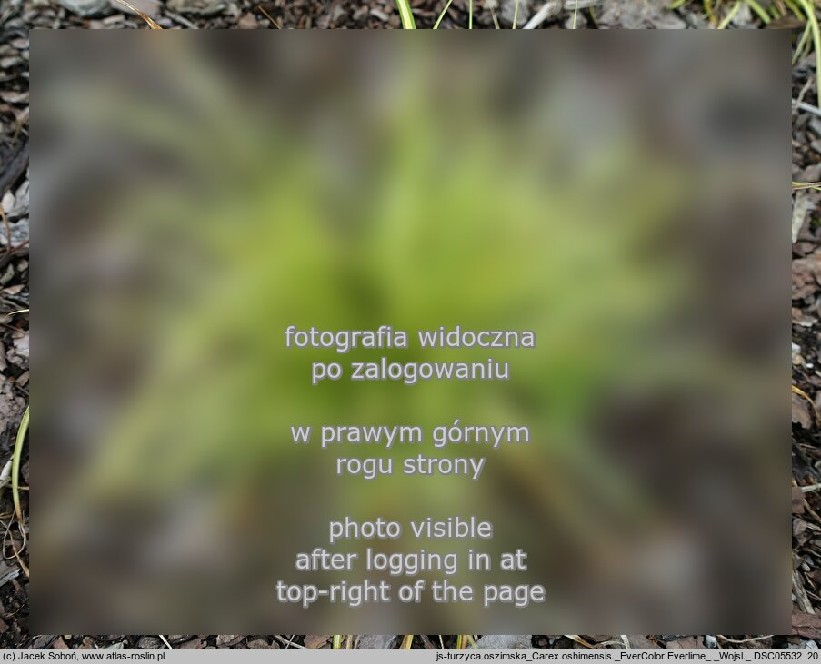 Carex oshimensis ‘EverColor Everlime’