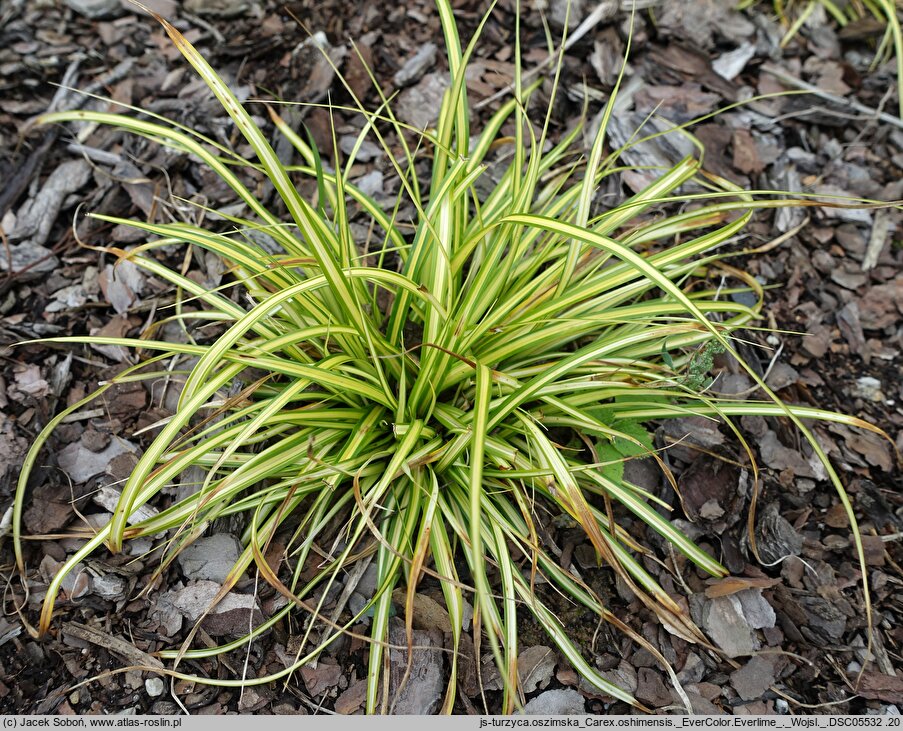 Carex oshimensis EverColor Everlime