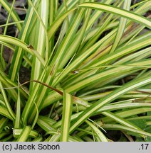 Carex oshimensis EverColor Everlime