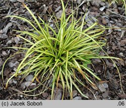 Carex oshimensis EverColor Everlime