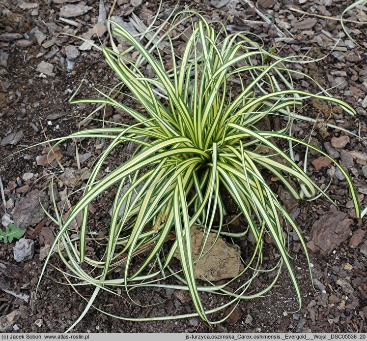 Carex oshimensis Evergold