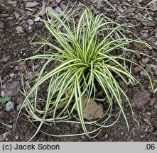 Carex oshimensis Evergold